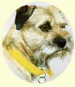 Click for Larger Border Terrier Image