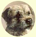 Click for Larger Border Terrier Image