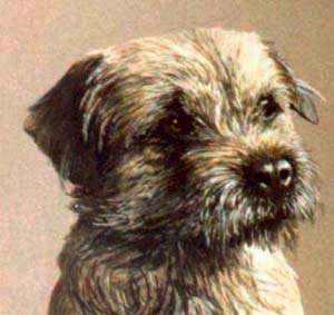 Pet Portraits - Border Terrier Head Study