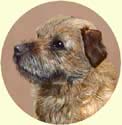 Click for Larger Border Terrier Image