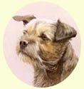 Click for larger Border Terrier Painting