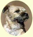 Click for Larger Border Terrier Image