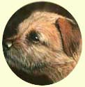 Click for Larger Border Terrier Image