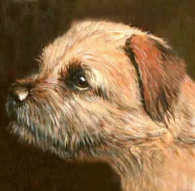 Pet Portraits - Border Terrier Head Study - Oils