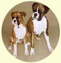 Click for larger image of 2 Boxer dogs painting