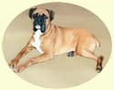 Click for larger image of Boxer dog painting