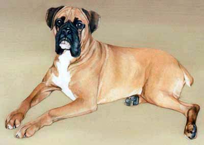 Pet Portraits Boxer Dog Oil Paintings