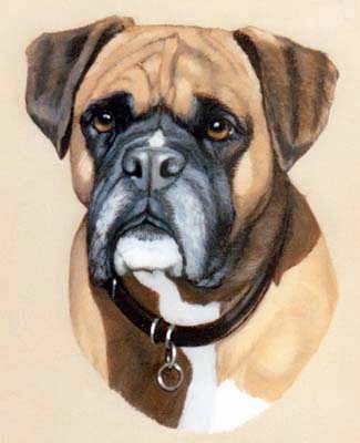Pet Portraits Boxer Dog Oil Paintings