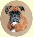 Click for larger image of Boxer dog painting