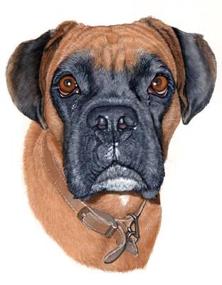 Pet Portraits - Boxer Dog Painting