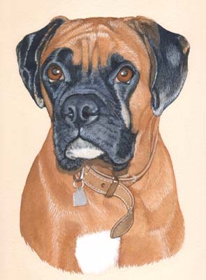 Pet Portraits Boxer Dog Watercolour Paintings