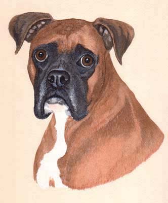 Pet Portraits - Boxer Dog Painting