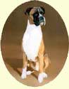 Click for larger image of Boxer dog painting