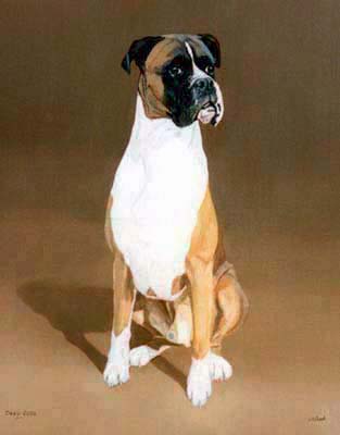 Pet Portraits Boxer Dog Painting in oils