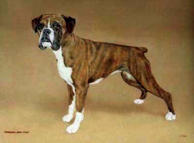 Pet Portraits Boxer Dog Oil Paintings