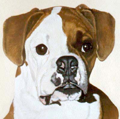 Pet Portraits Boxer Dog Watercolour Paintings