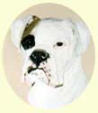 Click for larger image of Boxer dog painting