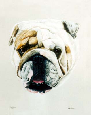 Pet Portraits - Bulldog Barney - Watercolours
