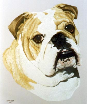 Pet Portraits - Bulldog Barnie - Watercolours