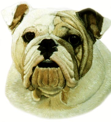 Pet Portraits - Bulldog Raja 2 - Watercolours