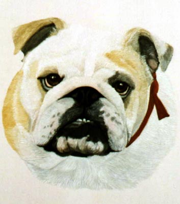 Pet Portraits - Bulldog Tilley- Watercolours