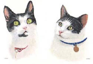 Cat paintings by Isabel Clark