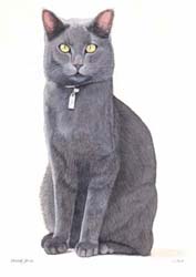 Pet Portraits - blue Burmese Cat in Watercolours