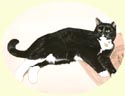 Click for Larger Image of Cat Painting