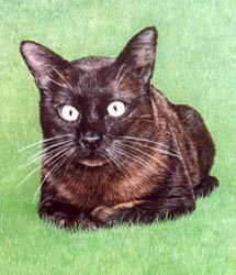 Pet Portraits - Cat paintings by Isabel Clark - English Artist