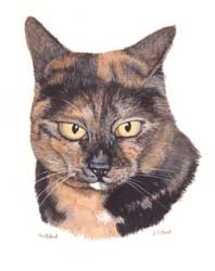 Pet Portraits - Cat paintings by Isabel Clark - English Artist