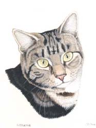 Pet Portraits - Cat paintings by Isabel Clark - English Artist