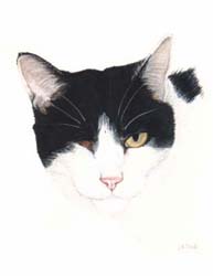 Pet Portraits - Cat paintings by Isabel Clark - English Artist