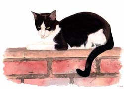 Cat paintings by Isabel Clark