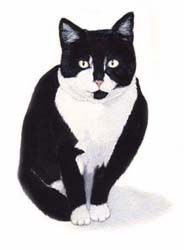 Pet Portraits - Cat paintings by Isabel Clark - English Artist