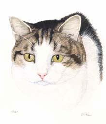 Pet Portraits - Cat paintings by Isabel Clark - English Artist