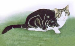 Pet Portraits - Cat paintings by Isabel Clark - English Artist