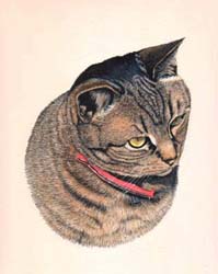 Pet portraits - cat painting by Isabel Clark