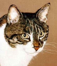 Pet Portraits - Tabby Cat Head Study