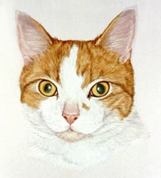 Cat paintings by Isabel Clark