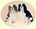 Click for larger painting of Cavalier King Charles Spaniels