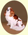 Click for larger painting of Cavalier King Charles Spaniel