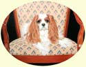 Click for larger image of Cavalier King Charles Spaniel painting