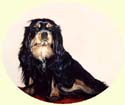 Click for larger painting of Cavalier King Charles Spaniel