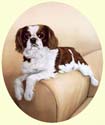 Click for larger painting of Cavalier King Charles Spaniel