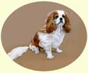 Click for larger painting of Cavalier King Charles Spaniel