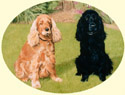 Click for Larger Cocker Spaniel painting