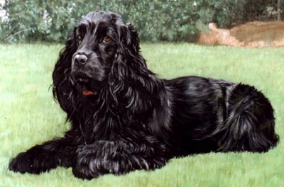 Dog Portraits - Pet Portraits - Cocker Spaniel Paintings