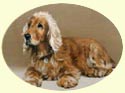 Click for Larger Cocker Spaniel painting