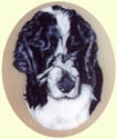 Click for Larger Cocker Spaniel painting