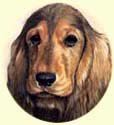 Click for Larger Cocker Spaniel painting